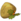 Gorsegoyle Seed