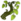 Bouture de Saule Pleureur