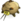 Chefish