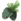 Ice Pine