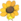 Ancestral Sunflower