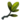 Bouture d'Ivoire