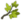 Bouture de Frêne