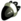 Pata de Shin Larva
